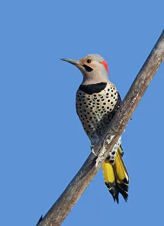 Northern Flicker Northern Flicker