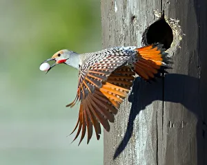 Northern Flicker with Egg in Beak Northern Flicker with Egg in Beak