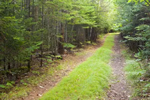Northern forest, International Appalachian Trail, Baxter State Park, Maine, USA Northern forest, International Appalachian Trail, Baxter State Park, Maine, USA