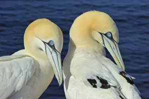 Northern gannets on Helgoland, Germany Northern gannets on Helgoland, Germany