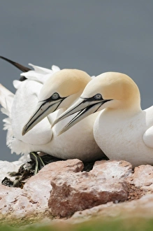 Two Northern Gannets -Morus bassanus- sitting on a rock, Heligoland, Schleswig-Holstein, Germany Two Northern Gannets -Morus bassanus- sitting on a rock, Heligoland, Schleswig-Holstein, Germany