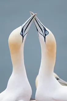 Two Northern Gannets -Morus bassanus- touching beaks to greet each other, Heligoland, Schleswig-Holstein, Germany Two Northern Gannets -Morus bassanus- touching beaks to greet each other, Heligoland, Schleswig-Holstein, Germany