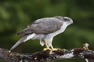 Northern Goshawk -Accipiter gentilis-, Stubai Valley, Tyrol, Austria Northern Goshawk -Accipiter gentilis-, Stubai Valley, Tyrol, Austria