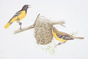 Northern Oriole (Icterus galbula), female bird building nest, male bird whistling Northern Oriole (Icterus galbula), female bird building nest, male bird whistling