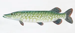 Northern Pike, Esox lucius, pike, side view Northern Pike, Esox lucius, pike, side view