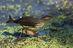 Northern waterthrush during spring migration Northern waterthrush during spring migration