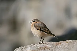 Northern Wheatear (Oenanthe oenanthe), males in eclipse plumage, Alpine Zoo Innsbruck Northern Wheatear (Oenanthe oenanthe), males in eclipse plumage, Alpine Zoo Innsbruck