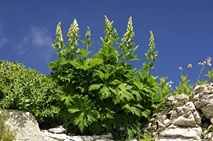 Northern Wolfsbane -Aconitum lycoctonum-, Switzerland, Europe Northern Wolfsbane -Aconitum lycoctonum-, Switzerland, Europe