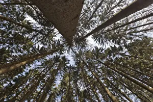 Norway Spruce -Picea abies-, wide-angle view, worm's eye view, Bergisches Land region Norway Spruce -Picea abies-, wide-angle view, worm's eye view, Bergisches Land region
