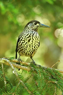 Nutcracker -Nucifraga caryocatactes-, Canton of Graubunden, Switzerland Nutcracker -Nucifraga caryocatactes-, Canton of Graubunden, Switzerland