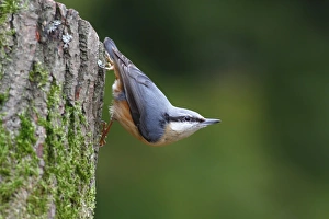 Nuthatch -Sitta europaea- hanging upside down from a tree trunk, Germany, Europe Nuthatch -Sitta europaea- hanging upside down from a tree trunk, Germany, Europe