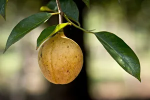 Nutmeg fruit growing on a Nutmeg Tree -Myristica fragrans-, Peermade, Kerala, India Nutmeg fruit growing on a Nutmeg Tree -Myristica fragrans-, Peermade, Kerala, India