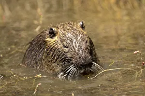 Nutria or Coypu -Myocastor coypus- foraging in a pond, Camargue, France, Europe Nutria or Coypu -Myocastor coypus- foraging in a pond, Camargue, France, Europe