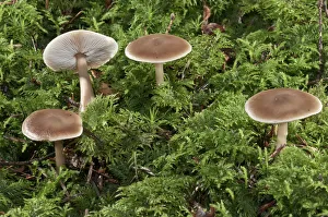Oak-loving Collybia -Collybia dryophila-, Untergroeningen, Baden-Wuerttemberg, Germany, Europe Oak-loving Collybia -Collybia dryophila-, Untergroeningen, Baden-Wuerttemberg, Germany, Europe