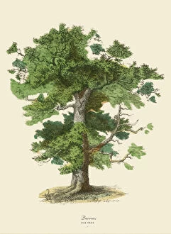 Fine arts Collection: Oak Tree or Quercus, Victorian Botanical Illustration