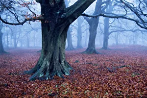 Oak trees woodland, Hertfordshire, England Oak trees woodland, Hertfordshire, England