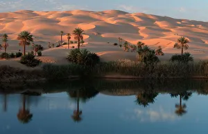 Oasis with Date Palms, Sahara, Erg Ubari, Lybia / (Phoenix dactylifera) Oasis with Date Palms, Sahara, Erg Ubari, Lybia / (Phoenix dactylifera)
