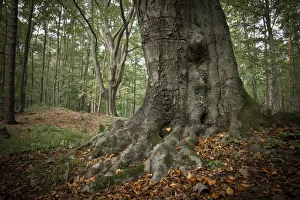 Old beech tree -Fagus-, with roots showing above ground, Schlaubetal, Naturschutzgebiet Schlaubetal, Brandenburg Old beech tree -Fagus-, with roots showing above ground, Schlaubetal, Naturschutzgebiet Schlaubetal, Brandenburg
