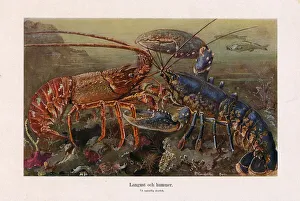 Old chromolithograph illustration (color lithography) early 20th century Old chromolithograph illustration (color lithography) early 20th century