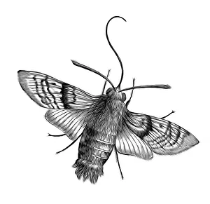 Old engraved illustration of Hummingbird hawk-moth (Macroglossum stellatarum) Old engraved illustration of Hummingbird hawk-moth (Macroglossum stellatarum)