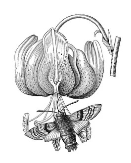 Old engraved illustration of Turk's cap lily (Lilium martagon) pollinated by Hummingbird hawk-moth Old engraved illustration of Turk's cap lily (Lilium martagon) pollinated by Hummingbird hawk-moth