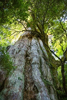 Old Japanese ceder tree in forest, Yakushima Old Japanese ceder tree in forest, Yakushima