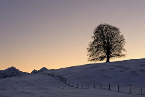 Old Linden -Tilia- at sunset on snow-covered meadow, Rosshaupten, Eastern Allgaeu, Bavaria, Germany, Europe Old Linden -Tilia- at sunset on snow-covered meadow, Rosshaupten, Eastern Allgaeu, Bavaria, Germany, Europe