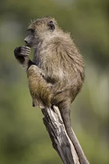 Images Dated 10th September 2006: Olive baboon (Papio cynocephalus) resting on tree branch, close-up