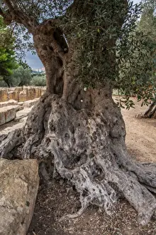Valle Dei Templi Italy Prints: Olive tree closeup