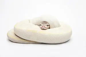 Opal Diamond Ball Python Print