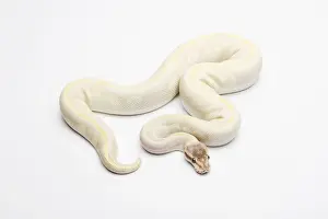 Prints of Opal Diamond Ball Python or Royal Python -Python regius-, male Royal Python Prints: Male Opal Diamond Ball Python Print