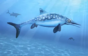Ophthalmosaurus, illustration Ophthalmosaurus, illustration