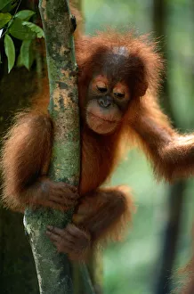 Orang utan (Pongo pygmaeus) on branch of tree, Gunung Leuser N.P, Indonesia Orang utan (Pongo pygmaeus) on branch of tree, Gunung Leuser N.P, Indonesia