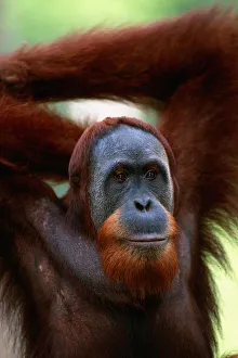 Orang utan (Pongo pygmaeus) close up, Gunung leuser N.P, Indonesia Orang utan (Pongo pygmaeus) close up, Gunung leuser N.P, Indonesia