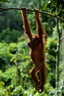 Orang utan (Pongo pygmaeus) hanging from branch, Gunung Leuser N.P, Indonesia Orang utan (Pongo pygmaeus) hanging from branch, Gunung Leuser N.P, Indonesia