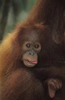 Orang-utan (Pongo pygmaeus) holding young, Gunung Leuser National Park, Indonesia Orang-utan (Pongo pygmaeus) holding young, Gunung Leuser National Park, Indonesia