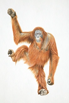 Orang-utan, Pongo pygmaeus raising one leg and one arm, front view Orang-utan, Pongo pygmaeus raising one leg and one arm, front view