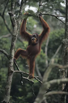 Orang-utan (Pongo pygmaeus) standing on tree, Gunung Leuser National Park, Indonesia Orang-utan (Pongo pygmaeus) standing on tree, Gunung Leuser National Park, Indonesia