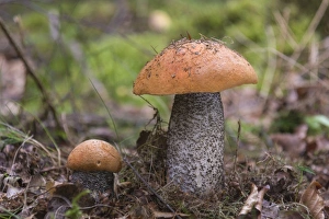 Orange Birch Bolete -Leccinum versipelle-, Thuringia, Germany Orange Birch Bolete -Leccinum versipelle-, Thuringia, Germany