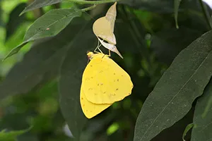 Orange migrant -Catopsilia scylla-, found in South America Orange migrant -Catopsilia scylla-, found in South America