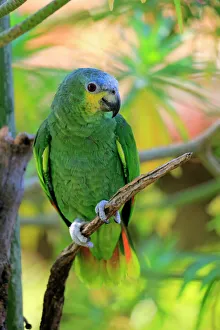 Nature wildlife/jurgen christine sohns nature wildlife/orange winged amazon amazona amazonica Nature wildlife/jurgen christine sohns nature wildlife/orange winged amazon amazona amazonica