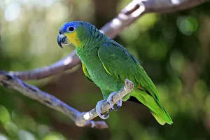 Orange-winged Amazon -Amazona amazonica-, adult on tree, native to South America, captive Orange-winged Amazon -Amazona amazonica-, adult on tree, native to South America, captive