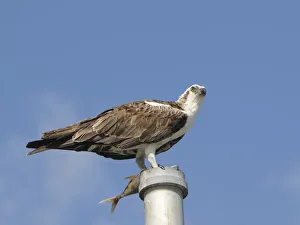 Osprey, Pandion haliaetus, with fish perched on a pole. Everglades National Park, Florida Osprey, Pandion haliaetus, with fish perched on a pole. Everglades National Park, Florida