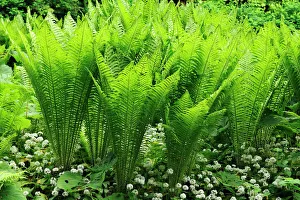 Ostrich Fern or Shuttlecock Fern -Matteuccia struthiopteris-, Stein, Middle Franconia, Bavaria, Germany Ostrich Fern or Shuttlecock Fern -Matteuccia struthiopteris-, Stein, Middle Franconia, Bavaria, Germany
