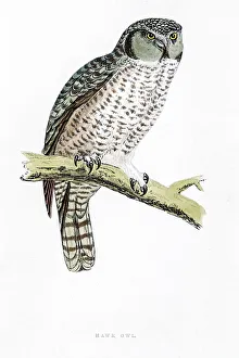 <b class=qtipBold><figcaption>Owl bird 19 century illustration</figcaption></b><br>A photograph of an original hand-colored engraving from The History of British Birds by Morris published in 1853.<br><em>© mashuk</em> Owl bird 19 century illustration