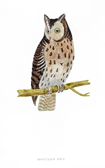 <b class=qtipBold><figcaption>Owl bird 19 century illustration</figcaption></b><br>A photograph of an original hand-colored engraving from The History of British Birds by Morris published in 1853.<br><em>© mashuk</em> Owl bird 19 century illustration