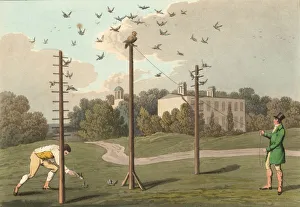 <b class=qtipBold><figcaption>Owling</figcaption></b><br>Birds being caught by 'owling'. Using the habit of smaller birds to mob an owl, one is tethered on a pole beside which are placed sticky perches, when the mobbing birds land on these they are caught. Original Artwork: Artist - Henry Alken (1774 - 1850). Engraving - L Clark (Photo by Hulton Archive/Getty Images)<br><em>© This content is subject to copyright.</em> Owling