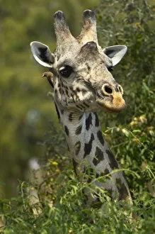 An Oxpecker peeps from behind a Giraffes head An Oxpecker peeps from behind a Giraffes head