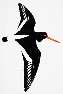 Oystercatcher (Haematopus ostralegus), also known as Common Pied Oystercatcher, adult Oystercatcher (Haematopus ostralegus), also known as Common Pied Oystercatcher, adult