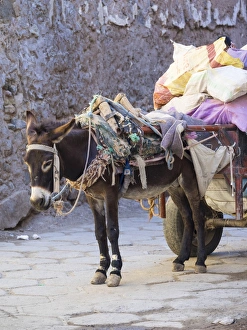 Pack donkey with a laden cart in the Medina, Marrakech, Marrakech-Tensift-Al Haouz Pack donkey with a laden cart in the Medina, Marrakech, Marrakech-Tensift-Al Haouz